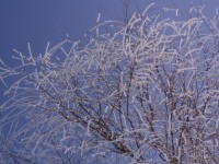 tree-in-snow-1402793-640x480