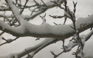 snow-on-tree-1534379-639x478