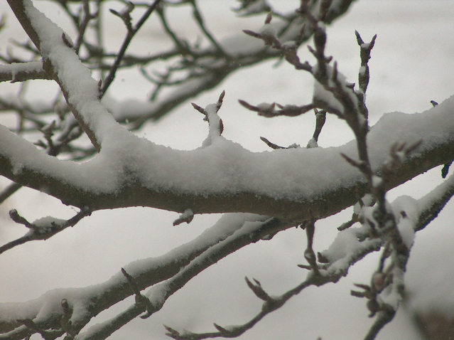 snow-on-tree-1534379-639x478