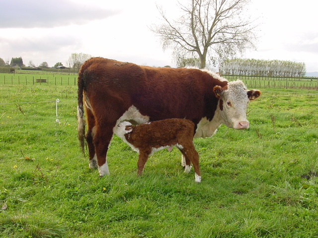 cow-and-calf-1465411-640x480