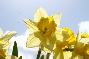 daffodil-1-1193617-639x426