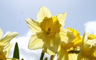 daffodil-1-1193617-639x426