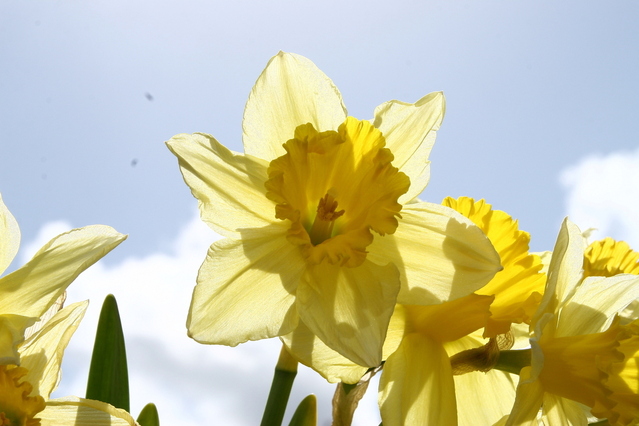 daffodil-1-1193617-639x426